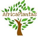 Africa Plantas +22962522843