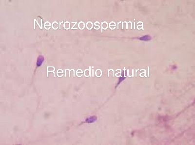 Necrospermia Infertilidad masculina Remedio Natural